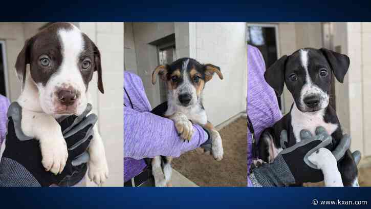 30 puppies available for free adoptions at Williamson County shelter
