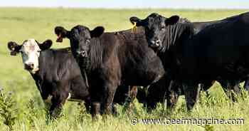 Prevent pink eye through autogenous vaccines