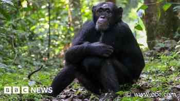 Chimpanzees ‘self-medicate’ with healing plants