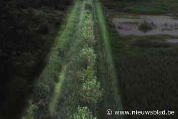 Wortels zuiveren veengebied De Zegge in Geel