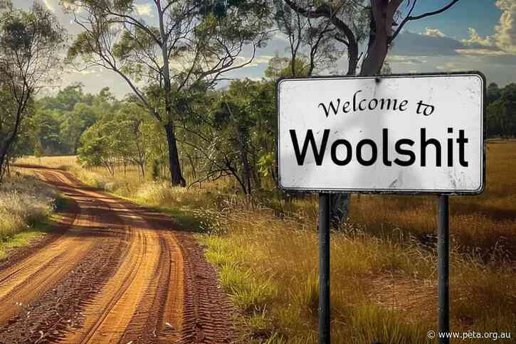 Will Woolshed Change Its Name to ‘Woolshit’?