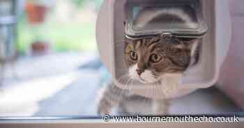 Cat owners 10-day microchip warning as they face £500 fines