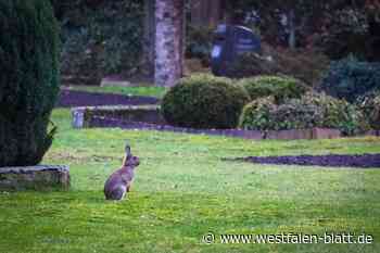 Kein Ende der Kaninchenplage auf Bünder Friedhof in Sicht