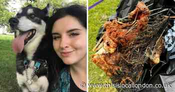 Meat spiked with needles left for dogs in Roundwood Park