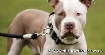 SE18 has highest number of XL Bullies in south east London