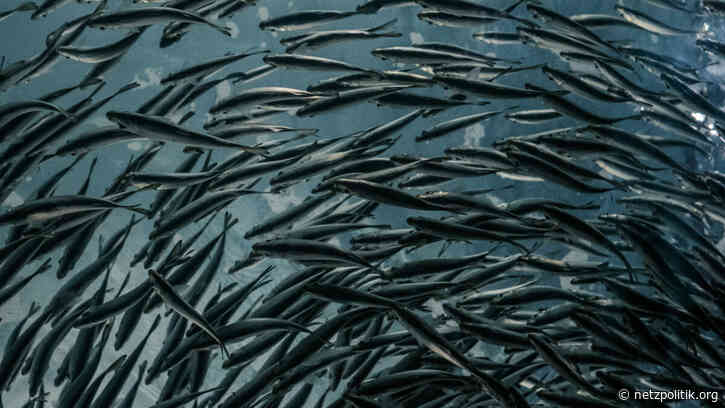 Ökosystem Internet: Was unsere Privatsphäre mit der Fischerei zu tun hat