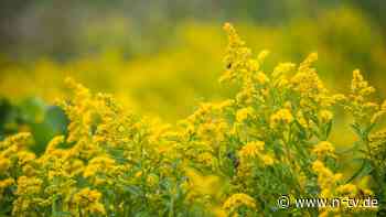 Schlaues Grünzeug: Sind Pflanzen intelligent?