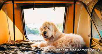 PDSA shares beginners guide to camping with your dog