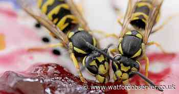 Top tips for keeping wasps out of your home this summer