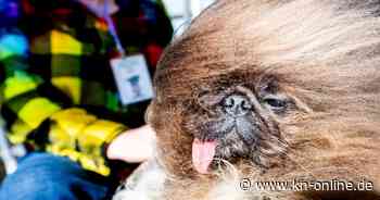 Pekinese „Wild Thang“ ist der hässlichste Hund der Welt