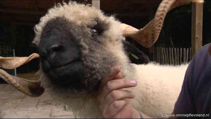 Almere - Schaperie in zwaar weer, begint crowdfundactie