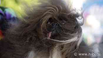 Pekinese gewinnt Wettbewerb: Das ist der "hässlichste Hund der Welt"