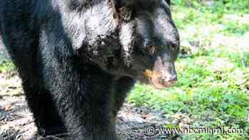 ‘Crack' bear bill: Florida makes it legal to kill black bears under certain circumstances