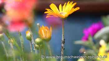 Dieser Garten-Trick wirkt Wunder gegen Schädlinge