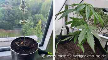 „Kommt noch was?“: Wie es um die Cannabis-Ernte deutscher Hobbygärtner steht
