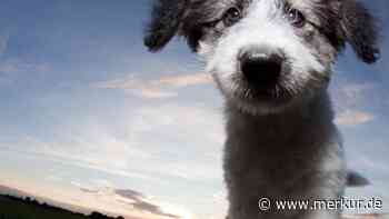 „Lieber gesund als niedlich“: Bei diesen Hunden würde Tierärztin zugreifen
