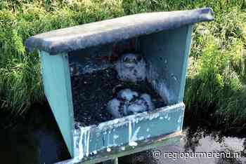 Wat lief! Twee Torenvalkjes in nestkast in de Purmer