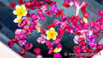 L’acqua di San Giovanni. Storia e preparazione dell’antico infuso benefico