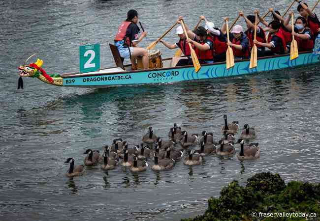 Thousands of racers take to the water as part of Vancouver Dragon Boat Festival