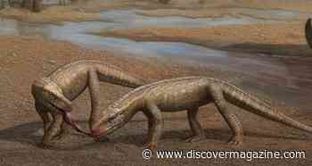 First Ancient Crocodile Relative from 237 Million Years Ago Was Unearthed in Brazil
