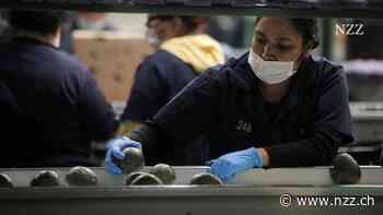 Gewalt in Mexiko gefährdet Export von Avocados und Mangos in die USA