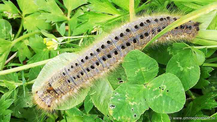 Het insectenseizoen lijkt begonnen, boswachter Frans legt uit