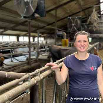 Koeien hebben een kwart van de dagen in Nederland al kans op 'hittestress'