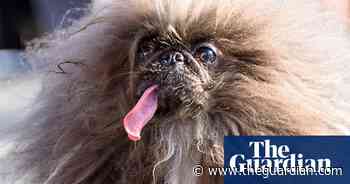 Eight-year-old pekingese Wild Thang wins World’s Ugliest Dog contest