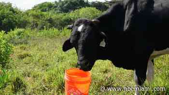 Lab-grown meat is banned in Florida, but local ranchers worry it could still hurt their business