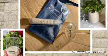 Neoplants Neo Px Review: This Plant Isn't as Good as an Air Purifier