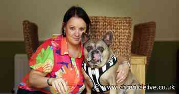 Whitley Bay Frenchie 'Frank the Tank' could be the world's biggest French Bulldog