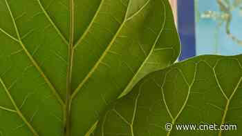 7 Houseplants that Cool Your Home During a Heatwave     - CNET