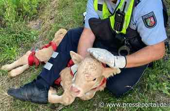 POL-DO: Ein Kalb auf der A44: Autobahnpolizei nimmt Tier im Streifenwagen mit