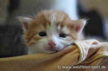 Tipps fürs Verreisen: wohin mit Hund, Katze und Kaninchen?