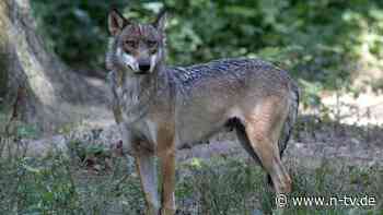 37-Jährige in Lebensgefahr: Wölfe attackieren Joggerin in Tierpark bei Paris