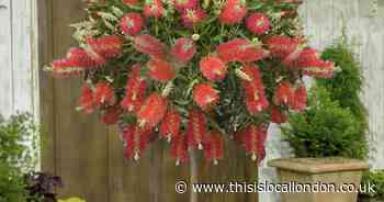 Save up to £25 on Imperata Callistemon with You Garden