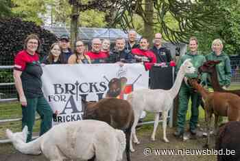 Lego en alpaca’s voor het goede doel op de Augustijnfeesten