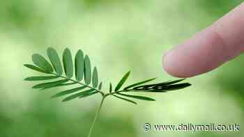 I'm a scientist who believes plants are CONSCIOUS - here are signs that prove they have intelligence