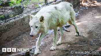 Woman attacked by wolves in safari park near Paris