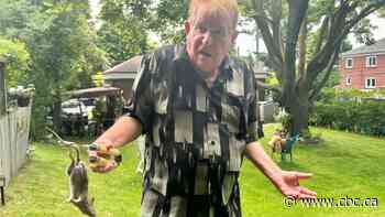 Wanted: Etobicoke's own pied piper — or more help from city hall