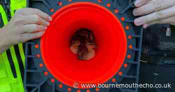 Ducklings rescued from central barrier on A338