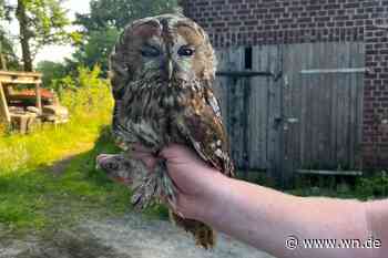 Polizei rettet nächsten Kauz von der A43