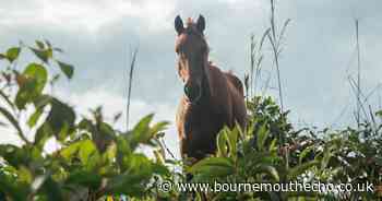 'Person' lurking in Ringwood campsite turns out to be a horse