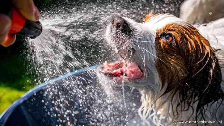Zomerse temperaturen en veel zon, maar helaas: niet voor heel lang