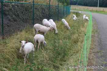 Gemeente zet schapen in voor bestrijding Japanse duizendknoop