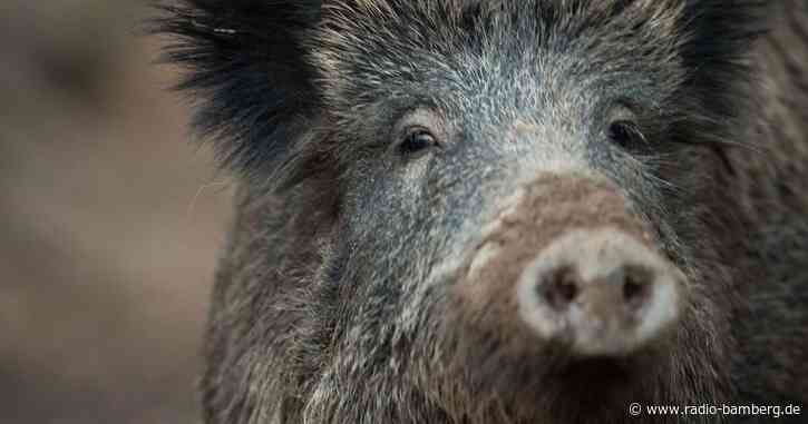 Großübung zum Schutz vor der Afrikanischen Schweinepest