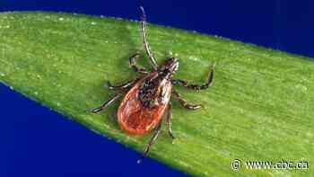 Anaplasmosis is a tick-borne disease that's on the rise in Canada