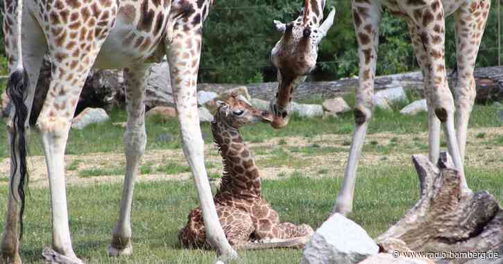 Besucher erleben Giraffen-Geburt im Tierpark Berlin