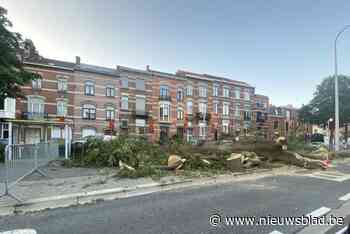 Enorme boom valt plots om langs Tiensevest: “Gelukkig raakte niets beschadigd of niemand gewond”