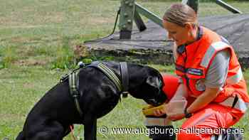 Was beim Sommerfest im Landsberger Tierheim geboten ist